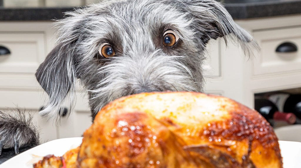 Smart Cookie’s Guide to Making Thanksgiving Dinner for Your Dog